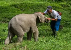 EEHV: Ancaman Maut di Balik Kematian Anak Gajah Yuna di Aceh