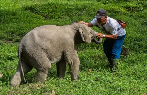 EEHV: Ancaman Maut di Balik Kematian Anak Gajah Yuna di Aceh