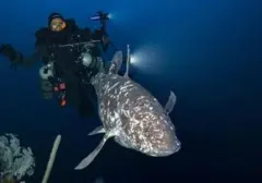 Ikan Prasejarah yang Hilang 66 Juta Tahun, Kini Muncul Kembali di Perairan Indonesia