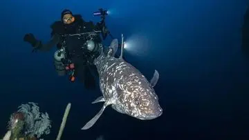Ikan Prasejarah yang Hilang 66 Juta Tahun, Kini Muncul Kembali di Perairan Indonesia