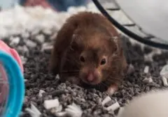 Deteksi Stres pada Hamster: Panduan Penting untuk Pemilik Hewan Peliharaan