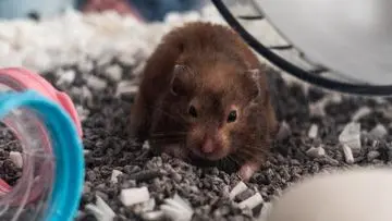 Deteksi Stres pada Hamster: Panduan Penting untuk Pemilik Hewan Peliharaan