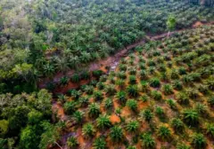 Peremajaan Sawit Rakyat Mendesak untuk Produktivitas dan Keberlanjutan Industri Sawit Nasional