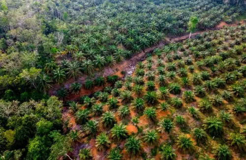 Peremajaan Sawit Rakyat Mendesak untuk Produktivitas dan Keberlanjutan Industri Sawit Nasional