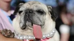 Anjing Terjelek Dunia 2026 Diumumkan di Santa Rosa, California