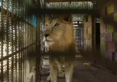 30 Singa dan Harimau Temukan Kehidupan Baru di Suaka Afrika Selatan dan Amerika Serikat