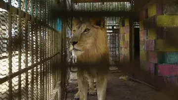 30 Singa dan Harimau Temukan Kehidupan Baru di Suaka Afrika Selatan dan Amerika Serikat