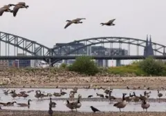 Gelombang Panas Eropa Picu Surutnya Sungai Rhine, Industri dan Transportasi Terancam