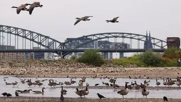 Gelombang Panas Eropa Picu Surutnya Sungai Rhine, Industri dan Transportasi Terancam