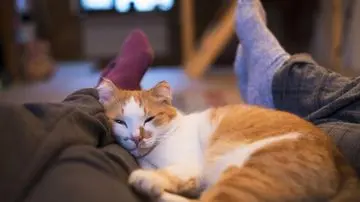 Waspadai 7 Sinyal Stres pada Kucing Anda