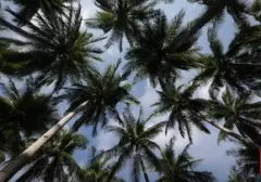 Kelapa: Jantung Kuliner Nusantara yang Tak Tergantikan