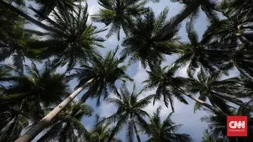 Kelapa: Jantung Kuliner Nusantara yang Tak Tergantikan