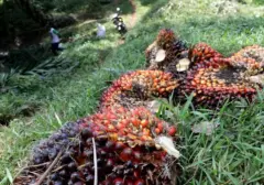 Indonesia Kuasai Pasar Komoditas Global di Usia 81 Tahun Kemerdekaan