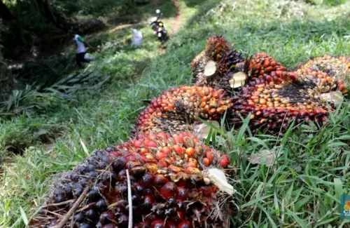 Indonesia Kuasai Pasar Komoditas Global di Usia 81 Tahun Kemerdekaan