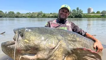 Deretan Lele Raksasa: Dari Sungai Mekong Hingga Amazon, Berat Capai 293 Kg