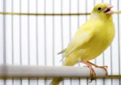 Panduan Memilih Burung Kicau Merdu untuk Penghobi Pemula