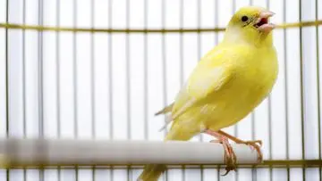 Panduan Memilih Burung Kicau Merdu untuk Penghobi Pemula