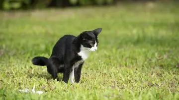 Benarkah Kucing Menyebabkan Keguguran? Dokter Ungkap Fakta Medis