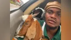 Kambing Hadiah Kelulusan Jadi Viral, Punya Sifat Tenang dan Doyan Nasi Goreng
