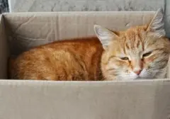 Mengapa Kucing Betah di Kardus? Terungkap Alasan Ilmiah di Balik Kebiasaan Unik
