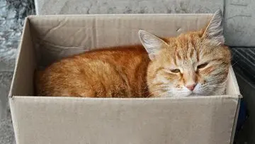 Mengapa Kucing Betah di Kardus? Terungkap Alasan Ilmiah di Balik Kebiasaan Unik