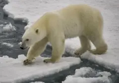 Turis Denda Rp94 Juta Karena Bangunkan Beruang Kutub di Svalbard