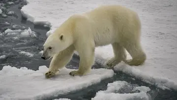 Turis Denda Rp94 Juta Karena Bangunkan Beruang Kutub di Svalbard