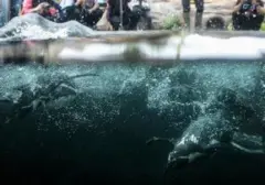 Empat Penguin Humboldt di Kebun Binatang Sendai Mati Akibat Malaria Burung