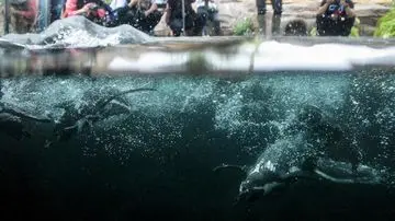 Empat Penguin Humboldt di Kebun Binatang Sendai Mati Akibat Malaria Burung