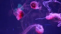 Museum Jellyfish Pertama di AS Dibuka di Florida