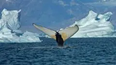 Perairan Greenland Jadi Ladang Jelajah Paus Raksasa Akibat Mencairnya Es Laut