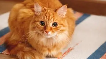 Deteksi Kecerdasan Kucing: Tanda-Tanda Si Meong yang Tak Kalah Jenius dari Anjing