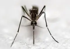 Kemarau Diperparah Lonjakan Nyamuk Aedes aegypti, Ini Penjelasan Ilmiahnya