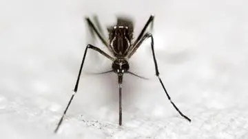 Kemarau Diperparah Lonjakan Nyamuk Aedes aegypti, Ini Penjelasan Ilmiahnya