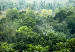 Brasil Pimpin Daftar Negara dengan Hutan Terluas, Indonesia di Posisi Delapan