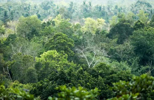 Brasil Pimpin Daftar Negara dengan Hutan Terluas, Indonesia di Posisi Delapan