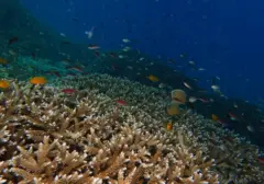 Ancaman El Nino: Raja Ampat dan Maratua Terancam Rusak Akibat Suhu Laut Meningkat