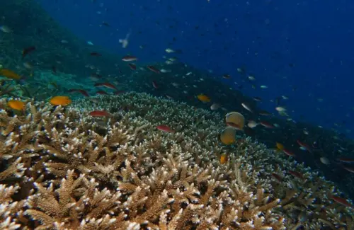 Ancaman El Nino: Raja Ampat dan Maratua Terancam Rusak Akibat Suhu Laut Meningkat