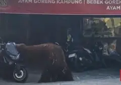 Aksi Nekat Orang Utan Didi: Keluar dari Kandang, Jelajahi Kampus UNS Solo