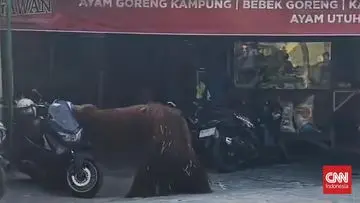 Aksi Nekat Orang Utan Didi: Keluar dari Kandang, Jelajahi Kampus UNS Solo