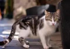 Panduan Humanis Mengusir Kucing Liar dari Lingkungan Rumah