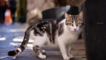Panduan Humanis Mengusir Kucing Liar dari Lingkungan Rumah
