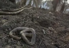 Karhutla di Kalimantan Timbulkan Korban Satwa, Ular Jadi yang Paling Terdampak