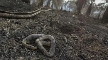 Karhutla di Kalimantan Timbulkan Korban Satwa, Ular Jadi yang Paling Terdampak