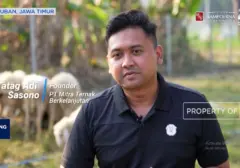 Inovasi Peternakan Domba Modern di Tuban Berawal dari Beasiswa Pendidikan