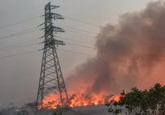 Artis Indonesia Serukan Aksi Atasi Karhutla Kalimantan yang Memburuk