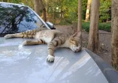 Faktor Pendorong Kucing Mencari Hangat di Kap Mobil