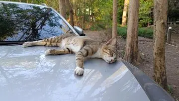 Faktor Pendorong Kucing Mencari Hangat di Kap Mobil