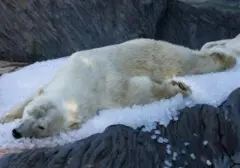 Wisatawan di Svalbard Didenda Rp85 Juta Akibat Ganggu Beruang Kutub Tidur dengan Klakson Kapal