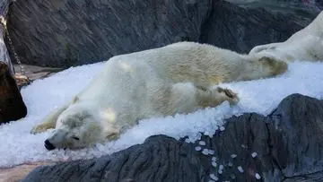 Wisatawan di Svalbard Didenda Rp85 Juta Akibat Ganggu Beruang Kutub Tidur dengan Klakson Kapal